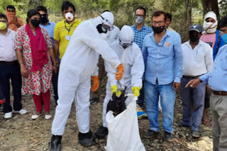 Doctors while collecting dead bodies of bats