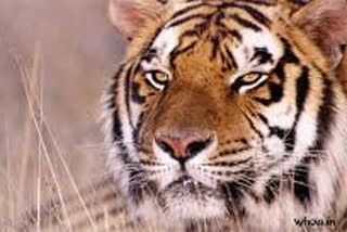 tiger-came-in-front-of-patrolling-team-at-night-in-lakhimpur-kheri