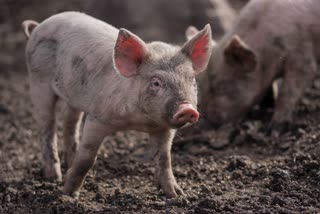 China ban pork imports from India to prevent swine fever: Report