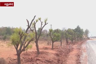 AIIMS HOSPITAL: Trees placed in the revival have been revived