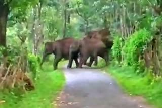 ಕೊಡಗಿನಲ್ಲಿ ಕಾಡಾನೆಗಳ ಹಿಂಡು ಪ್ರತ್ಯಕ್ಷ