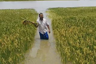 Flood effect agricultural field at Goalpara