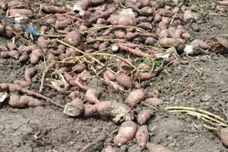 farmer facing loss of sweet potato in Arakalagodu of Hassan