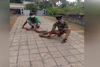 snake - caught and left  forest  malappuram news  മലപ്പുറം വാർത്ത  പെരുമ്പാമ്പിനെ പിടികൂടി വനത്തിൽ വിട്ടു