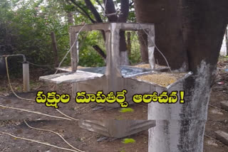 Temaji Creats Water Container For Thristy Birds