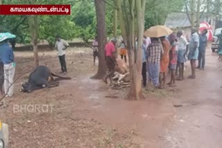 strong winds and rain in the kambam 3 cows killed struck by lightning