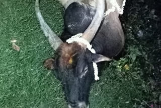 Electric Shock Cow Death in Bannerughatta