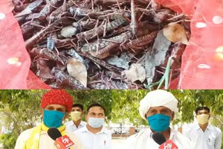 locust attack in jaipur  jaipur news  crop loss due to locust  locust news  किसान चिंतित