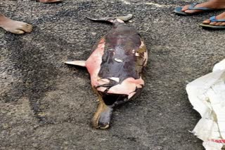 a rare dead river dolphin found at Maguri Motapung lake