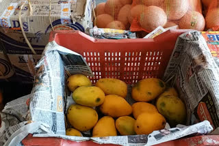 mango season start in kangra