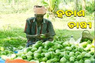 brinjal-farmers-are-frustrated-by-the-lack-of-market-opportunities