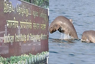 The researchers of IIT Madras has helped Odisha's Chilika lake in tripling the population of the Irrawaddy dolphins. The research team developed the dredging methodology identifying the location of dredging along with disposal and selection of suitable dredger with minimum impact on the ecosystem.