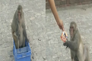 girl tanya helped a monkey in ghaziabad