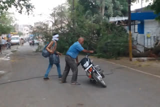 Trees fell in many places due to strong storm in Katni