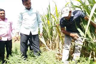 Planting of organic sugarcane