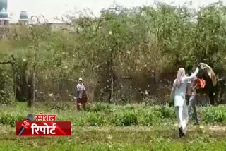 locust go back to rajasthan from sirsa haryana