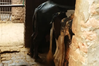 panipat illegal dairy problem