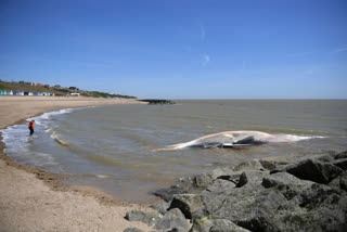 fin whale  Essex beach  Razorback  ഫിൻ തിമിംഗലം  എസെക്‌സ് കടൽതീരം  റേസർബാക്ക്