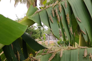 'locust will not trouble farmers says krishnagiri district officialsவிவசாயிகளுக்கு பாதிப்பில்லை' - கிருஷ்ணகிரி மாவட்ட நிர்வாகம்