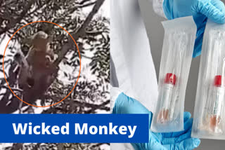 UP  Utter Pradesh  lucknow  monkeys snatched covid 19 patients samples  covid 19 patients samples  Meerut Medical College  Meerut  കൊവിഡ് പരിശോധനാ സാമ്പിളുകൾ  കുരങ്ങുകൾ സാമ്പിളുകൾ തട്ടിയെടുത്തു  ഉത്തർ പ്രദേശി  കളക്ഷൻ കിറ്റുകൾ ചവയ്ക്കുന്ന കുരങ്ങ്  ലഖ്‌നൗ  മീററ്റ് മെഡിക്കൽ കോളജ്