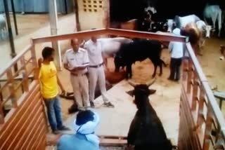 nuh-cow-smuggling-case