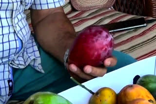 Purple coloured 'Tommy Atkins' mango hit among diabetics
