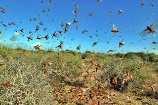 Locust swarms