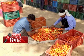 haryana tomato farmers