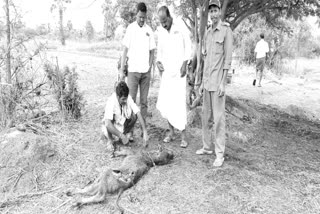Leopard attacked on a calf at ekvayipalli in Rangareddy district