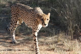 cheetah in mumbai