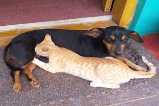 dog-feeding-milk-to-kitten