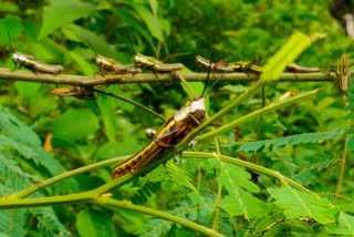 Grasshopper found in kadaba taluk