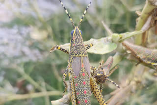 Tamil Nadu locust attack  Neralagiri village  Tamil Nadu forest department  crops damaged by locust  തമിഴ്‌നാട്  തമിഴ്‌ നാട്  നേരലഗിരി ഗ്രാമം  വെട്ടുകിളികളുടെ സാന്നിധ്യം  തമിഴ്‌നാട്ടിൽ വെട്ടുകിളി  കൃഷി വകുപ്പ് ഉദ്യോഗസ്ഥർ  വിളകൾക്ക് ദോഷകരമല്ല  locust not harm in TN  chennai