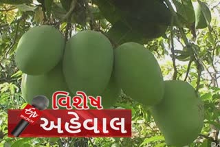 લૉકડાઉનમાં મજૂરોના પલાયન બાદ કેરીને બજારમાં પહોંચાડવી બની મુશ્કેલ