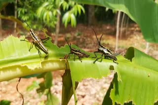 sudden locusts invasion in kanyakumari