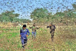 Locust attack alert