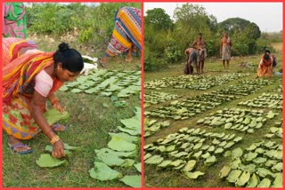 କେନ୍ଦୁପତ୍ର ତୋଳାଳୀଙ୍କ କଷ୍ଟ ବଢାଇଛି କୋରୋନା ଲକଡାଉନ