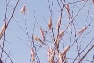 Continuous spraying of insecticides prevented new wave of locusts in Jhansi: official