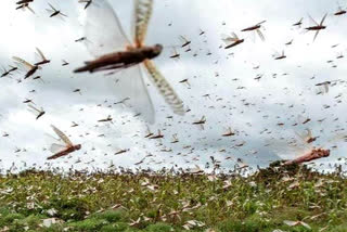 locusts