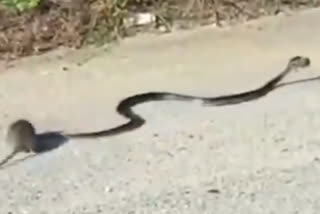 rat fight with snake for saving her kid, video goes viral