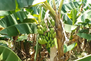 Banana farmers have losses