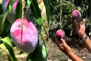 Sugar-free mango growing in Gir will be available in market or diabetics