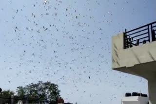 വെട്ടുകിളി കൂട്ടം ജൂലായ് മധ്യം വരെ ഇന്ത്യയിലേക്ക് കടന്നു വരുന്നത് തുടരും  ഡോ കെ എല്‍ ഗുര്‍ജാര്‍  Locust swarms will continue to enter India till mid July: Dr KL Gurjar  Locust  Locust swarms