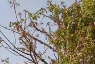 locusts reached Kota, कोटा पहुंचा टिड्डी दल