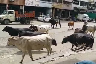 the vegetable market became a free pasture for stray cattle in delhi