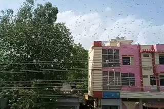 Fear of locusts in Kota city