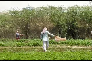 Sanjib Kr Baruah  locust  locust attack  മണ്‍സൂണിന് മുന്‍പ് വെട്ടുകിളിക്കൂട്ടങ്ങളെ നിയന്ത്രിക്കണമെന്ന് നിര്‍ദേശം  വെട്ടുകിളി ആക്രമണം