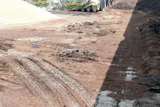 grain waste in mandi due to rain in charkhi dadri