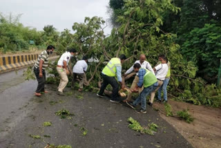 Traffic police have removed trees that collapsed on the roads in manchirial district