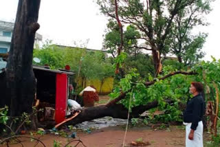 Trees and poles fell from strong storm and storm